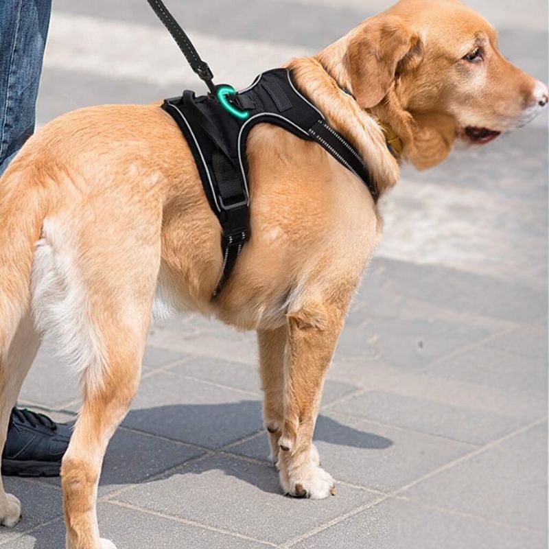 Large dog harness

