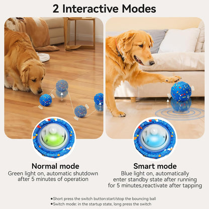 dog training toy