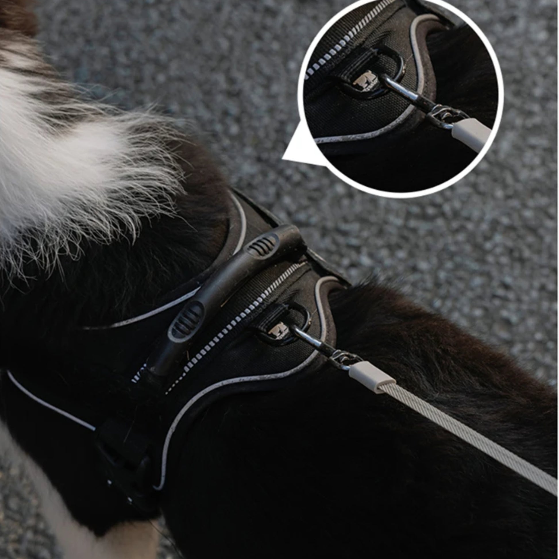 USB rechargeable automatic dog leash for night walks