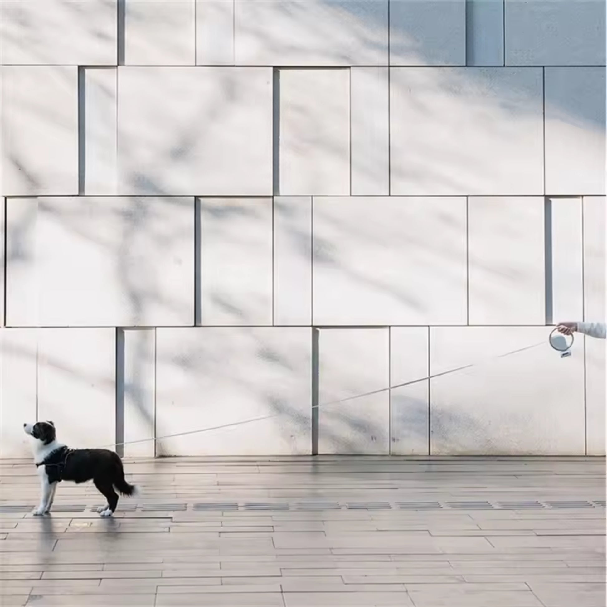 

One-push lock dog leash with soft arc grip