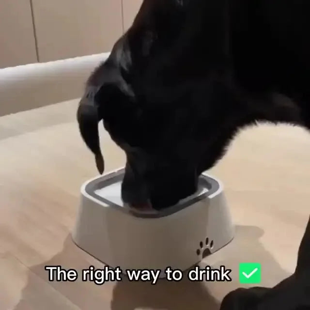 

Dog drinking clean water from splash-proof bowl