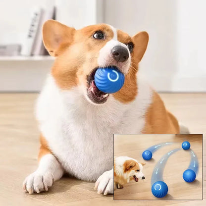 Smart dog toy