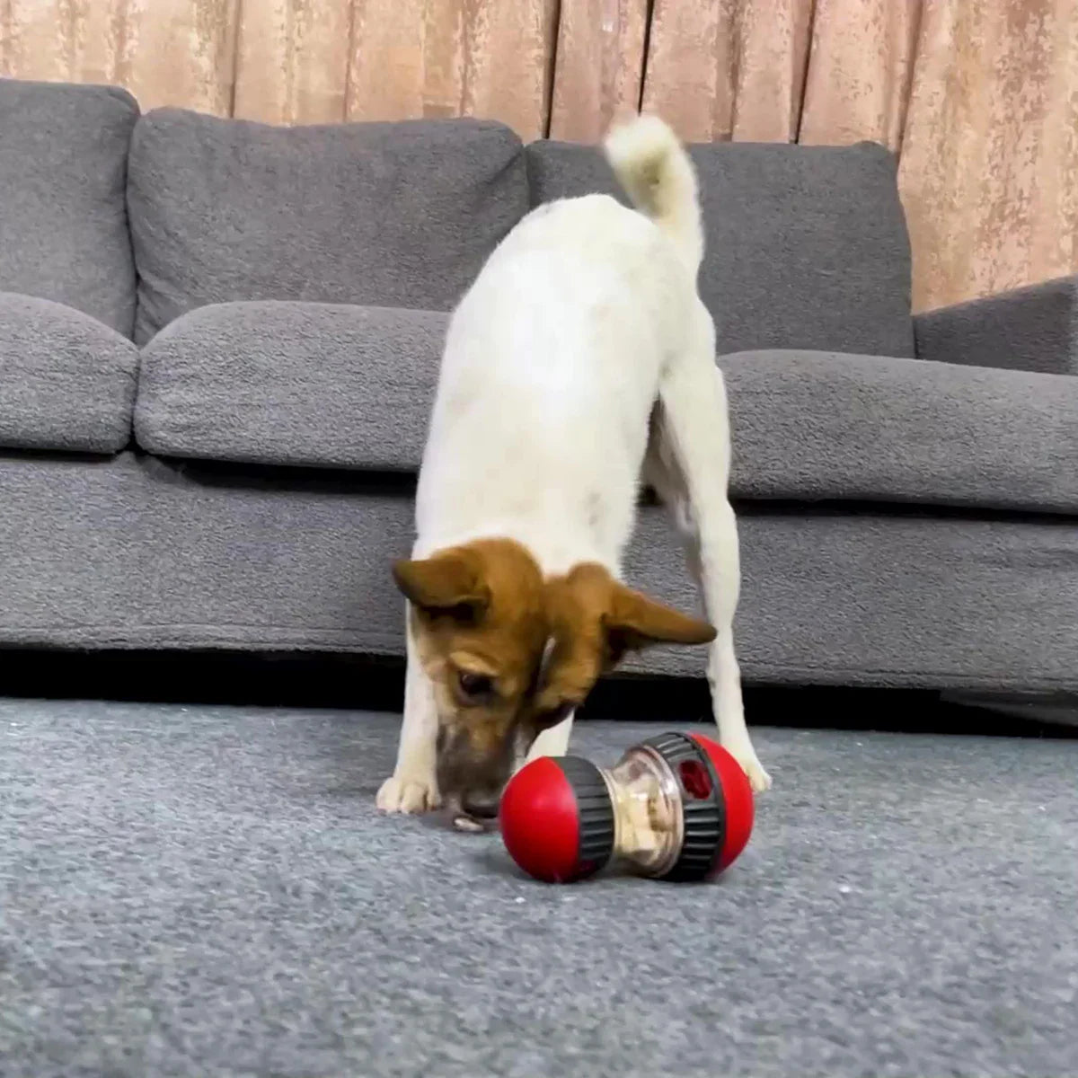 Food puzzle for dogs