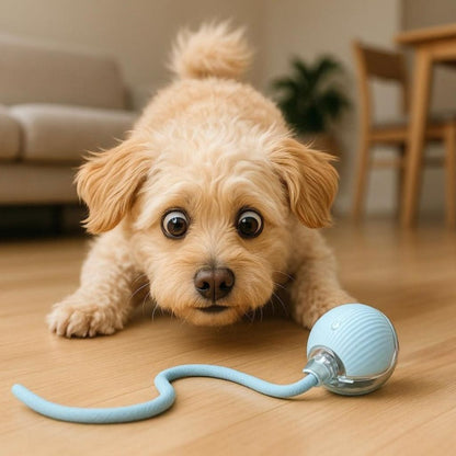 chasing toy for pets